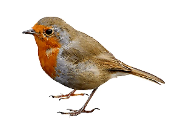 Bird-Vinyl-Stickers-4.webp